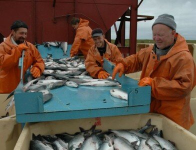 Рыба из Норвегии не преодолела Мурманские кордоны Рыба из Норвегии не преодолела Мурманские кордоны