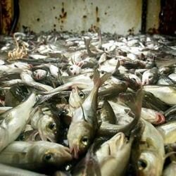 Пресечена попытка ввоза рыбы