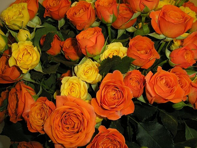 Сотрудники Гродненской таможни пресекли попытку незаконного ввоза в РБ крупной партии цветов