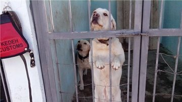 пёс по кличке Матёрый (Кокжал) пёс по кличке Матёрый (Кокжал)