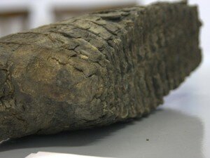 Коллекция краеведческого музея Амурской области пополнилась зубами мамонта