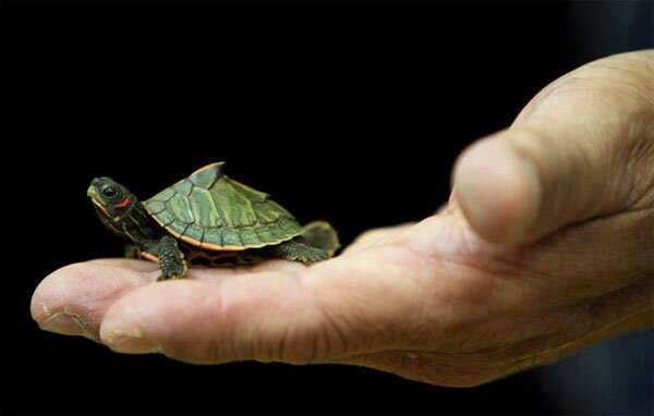 Беззубые законы позволяют держать их дома как экзотику