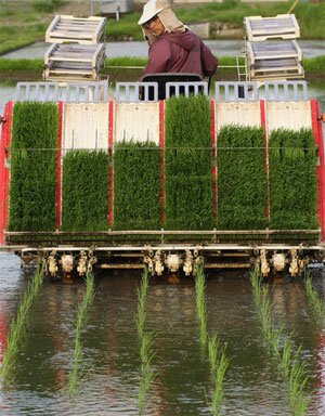 Японии придется уступить говядину и пшеницу на переговорах ТТП