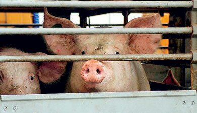 Вступление России в ВТО не повлияет на сельскохозяйственный бизнес Белоруссии