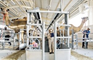 Таможня разрешила к вывозу сотню верблюдов