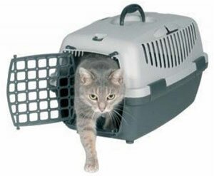 Перевозка кошки за границу